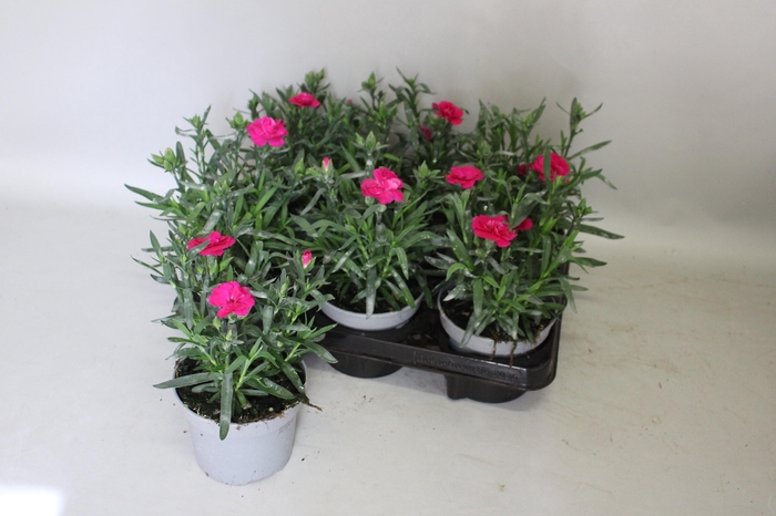 <h4>Dianthus Amy</h4>