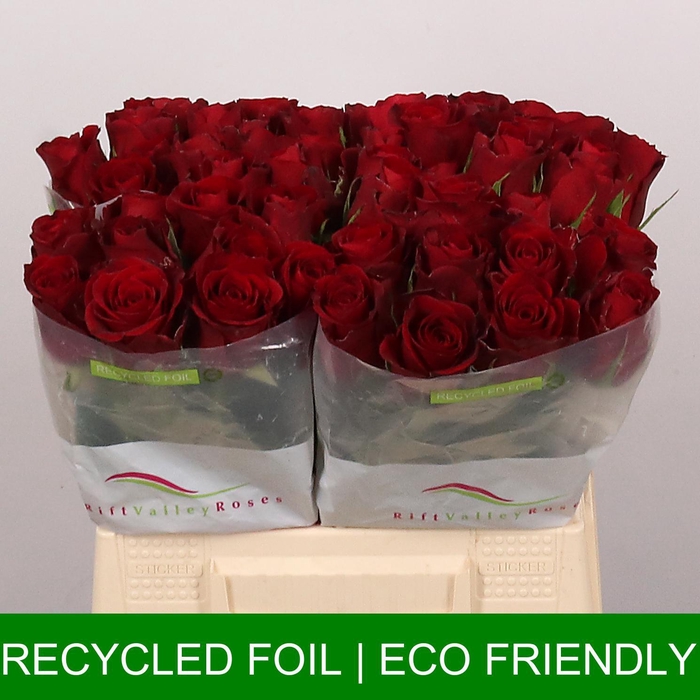 <h4>R GR RED PROMISE</h4>