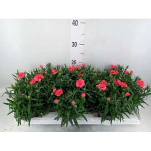 Dianthus  'Oscar Red'