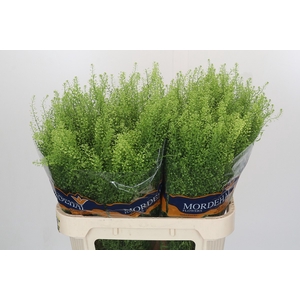 Lepidium Green Bell