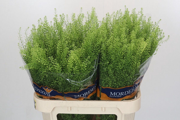 <h4>Lepidium Green Bell</h4>