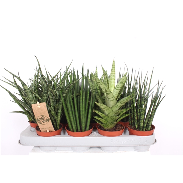 <h4>Sansevieria Luxe mix</h4>
