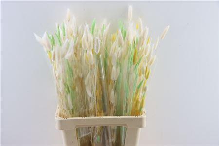 <h4>Dried Lagurus 50gr Spring Light Gre</h4>