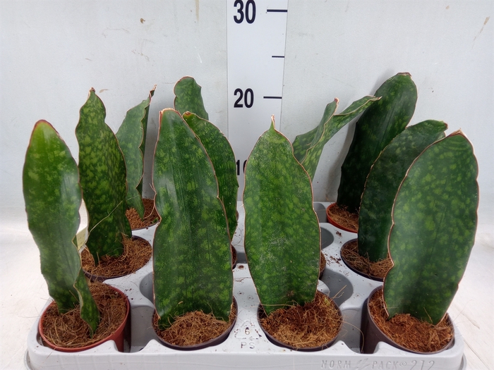 <h4>Sansevieria   ...</h4>