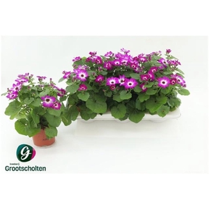 PERI C MAN P ROSE CH