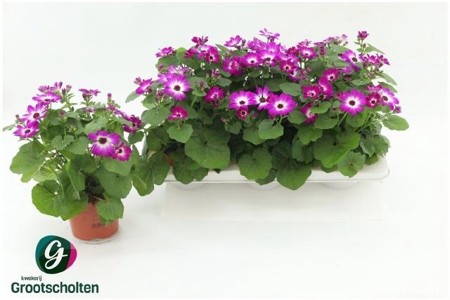 <h4>PERI C MAN P ROSE CH</h4>