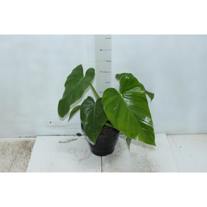 PHILODENDRON DANTEANUM P17