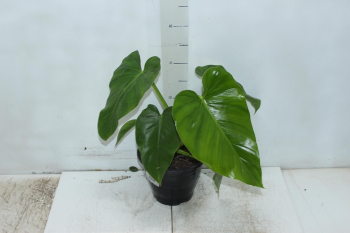 <h4>PHILODENDRON DANTEANUM P17</h4>