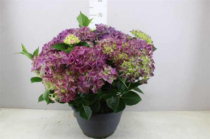 <h4>Hydrangea Macr Purple 20-25</h4>
