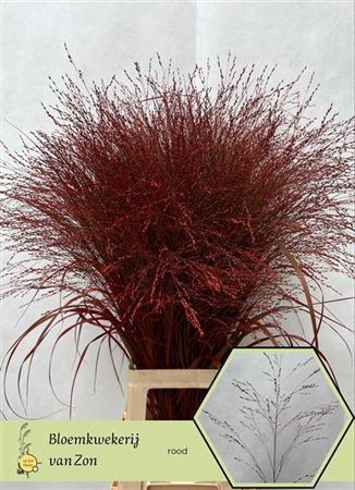 <h4>Siergr Panicum Rood</h4>