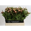 Paeonia Athena