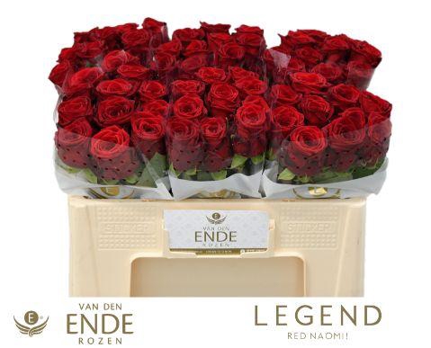<h4>R GR RED NAOMI LEGEND 50cm</h4>