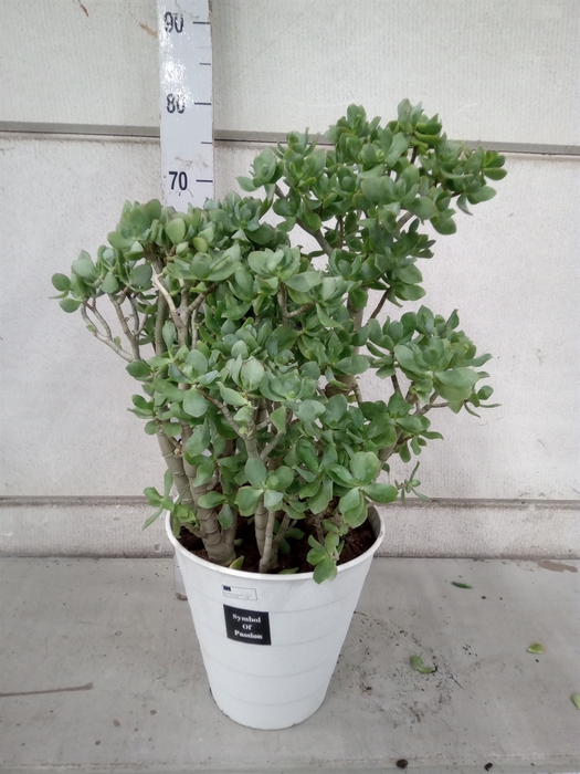 <h4>Crassula arborescens</h4>