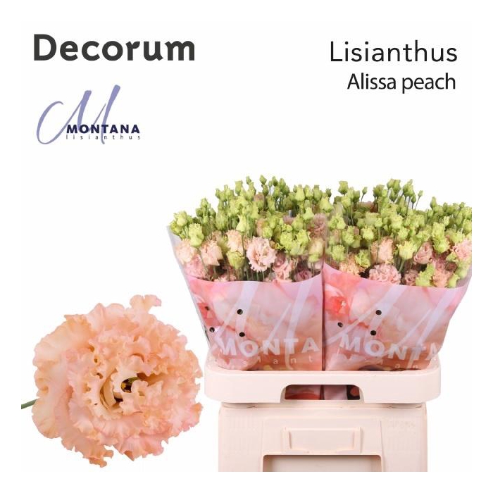 <h4>Eus G Alissa Peach</h4>