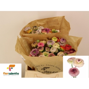 RAN  EL PA ST GEM BS