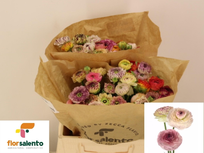 <h4>RAN  EL PA ST GEM BS</h4>