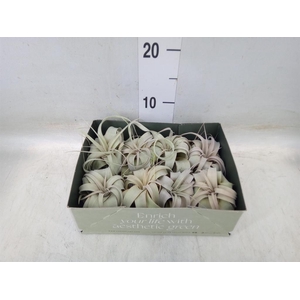 Tillandsia xerographica