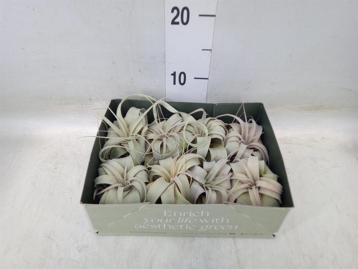 <h4>Tillandsia xerographica</h4>