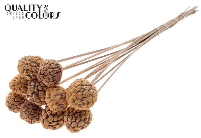 Atta Fruit on stem Bleached Frosted Salmon