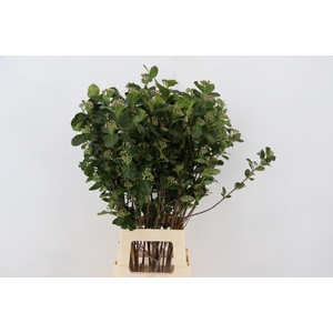 ARONIA MELANOCAR BLD 080CM