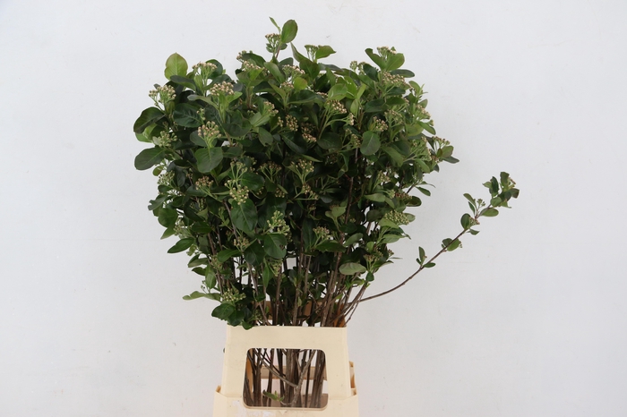 <h4>ARONIA MELANOCAR BLD 080CM</h4>