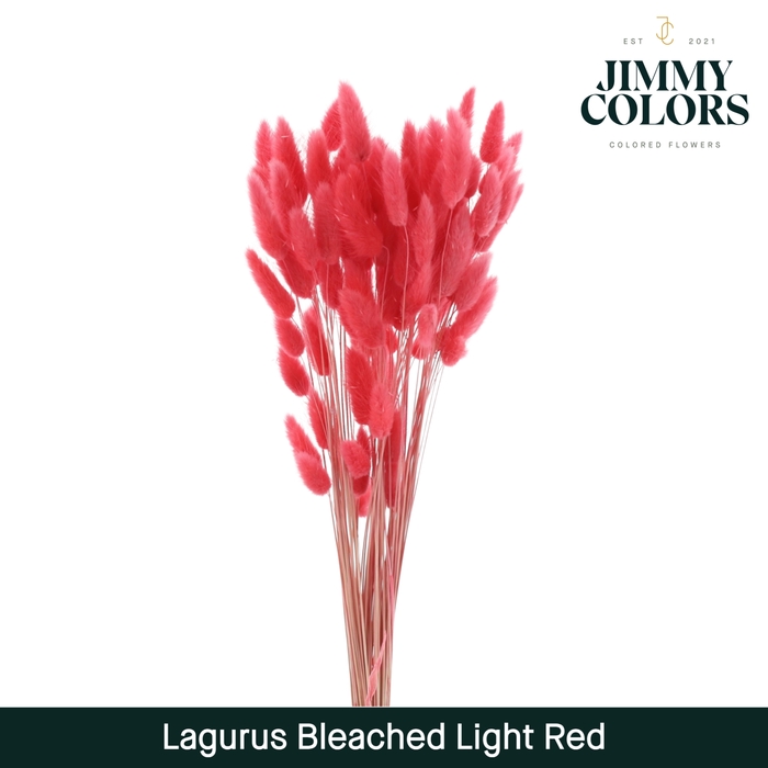 <h4>Lagurus bleached Light red</h4>