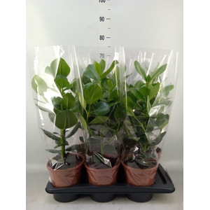 Clusia rosea 'Princess'