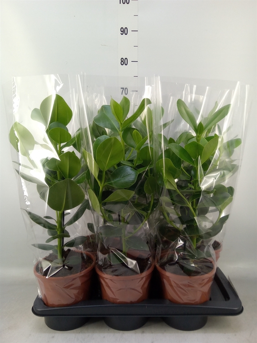 <h4>Clusia rosea 'Princess'</h4>