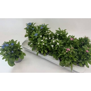 MYOSOTIS MON AMI MIX X12