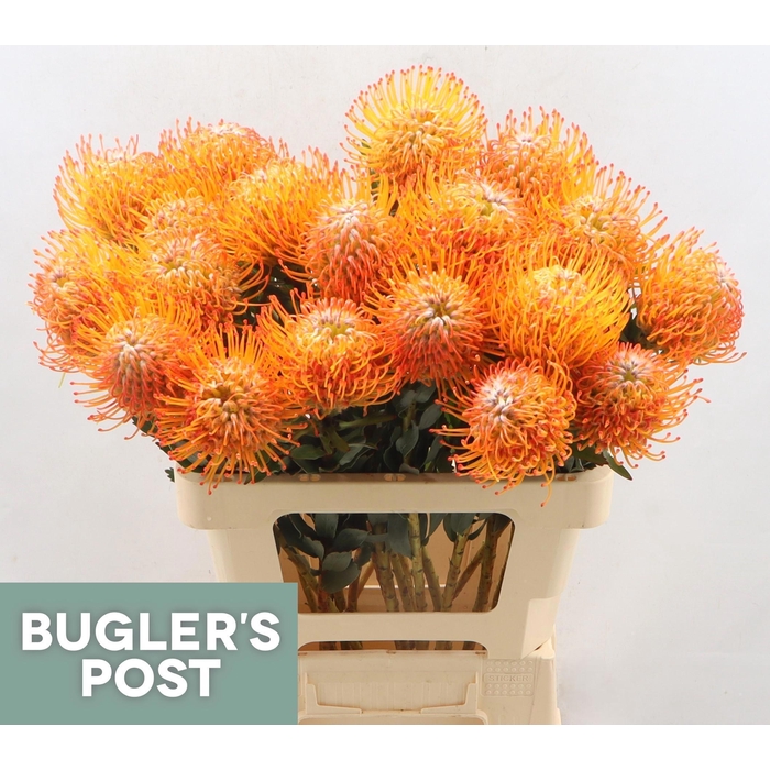 <h4>Leuco Ayoba Sun</h4>