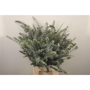 Euc Baby Blue Per Bunch Za Short 400 Gram