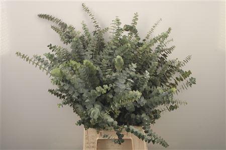 <h4>Euc Baby Blue Per Bunch Za Short 400 Gram</h4>