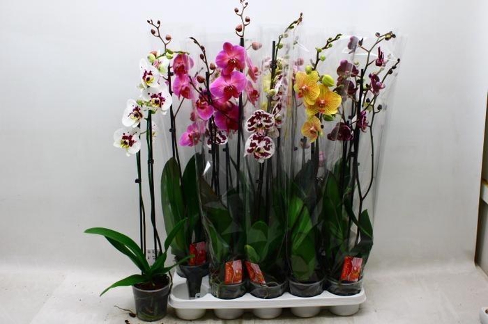 <h4>PHAL GEM 6 KL</h4>