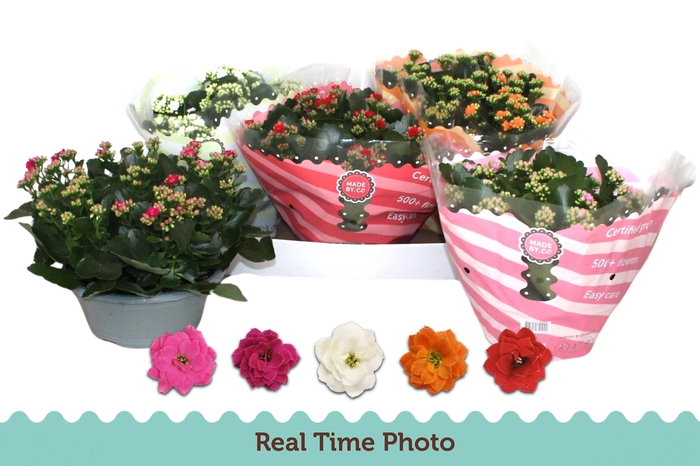 <h4>KAL GE GEM 5 KL</h4>