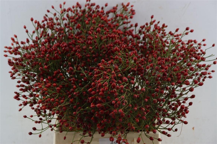 <h4>Rosa (rozebottel)</h4>