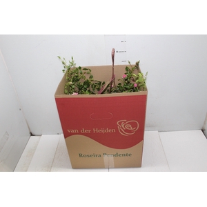 ROSEIRA VARIADO PENDENTE P20