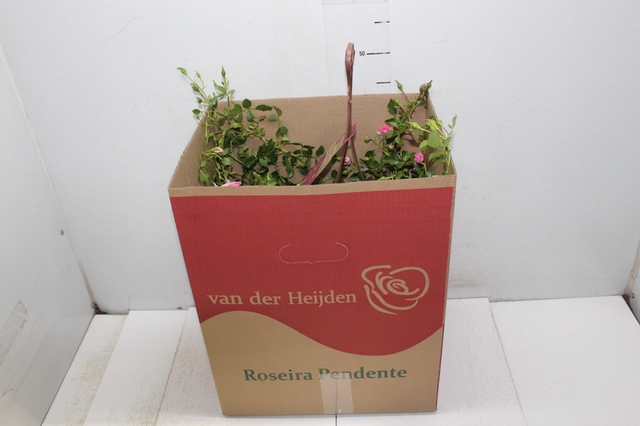 <h4>ROSEIRA VARIADO PENDENTE P20</h4>