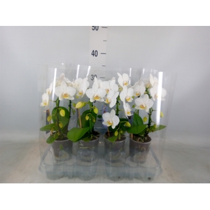 Phalaenopsis   ...white