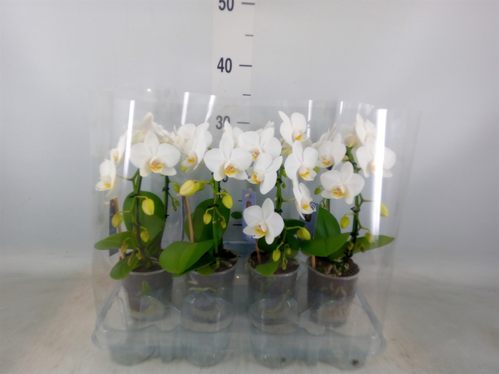 <h4>Phalaenopsis   ...white</h4>