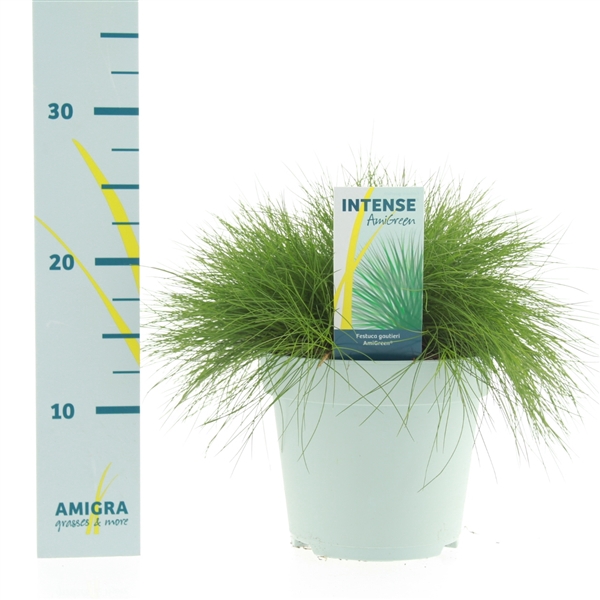 <h4>Festuca gautieri AmiGreen®</h4>