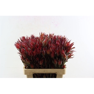 Leucad Fireglow 60cm