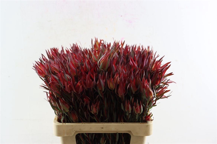 <h4>Leucad Fireglow 60cm</h4>