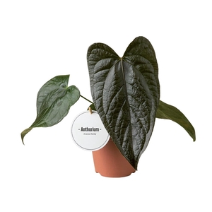Anthurium Queen of Hearts