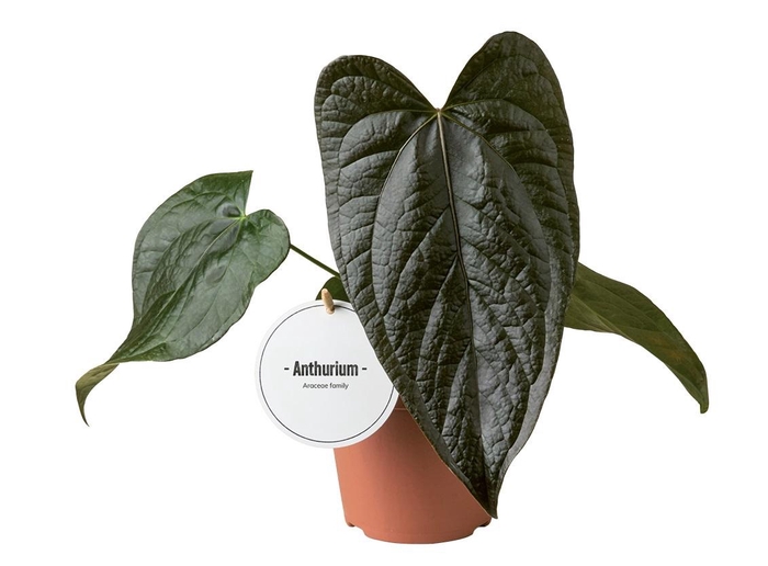 <h4>Anthurium Queen of Hearts</h4>
