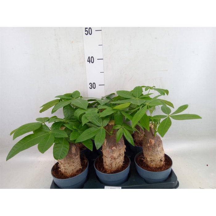 <h4>Pachira aquatica</h4>