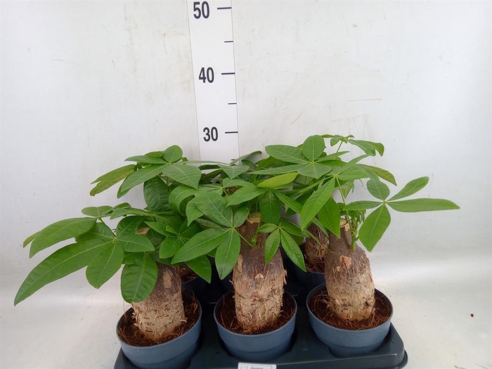 <h4>Pachira aquatica</h4>