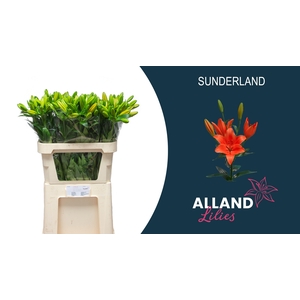 LI LA SUNDERLAND