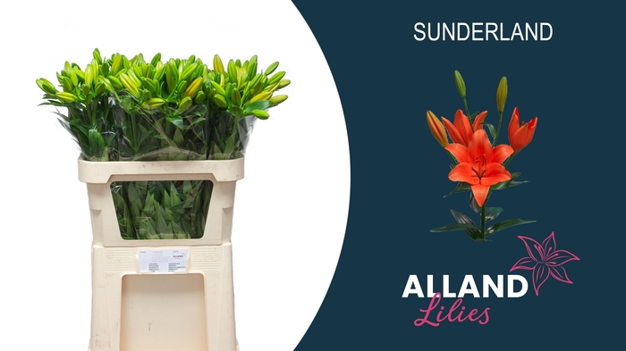 <h4>LI LA SUNDERLAND</h4>