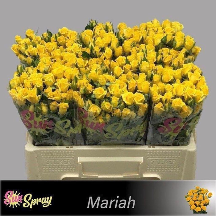 <h4>Rosa spray mariah</h4>