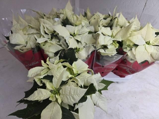 <h4>EUPHOR P ALASKA</h4>